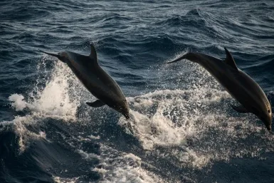 Sortie dauphins en catamaran au Nord de la Martinique